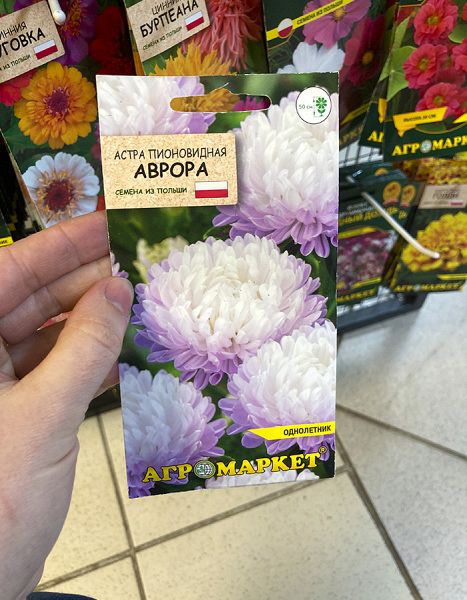 астра пионовидная Аврора